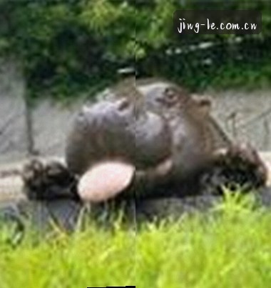 陈磊